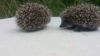 Ежики