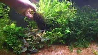 253 literes vegyes akvárium.