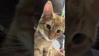Orange Kittens Discover Cell Phone #cat #kitten #animals #cute #adorable