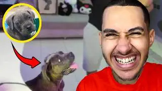 Johan Kber Chwya😅🐶
