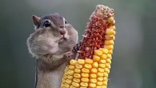 Прикол дня °~°