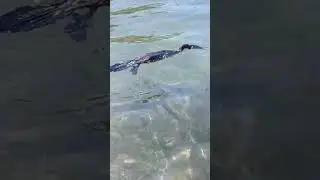 Вулиагмени. Баклан ловит рыбок гара руфу 
