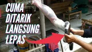 Cara menguliti kelinci yang baik dan benar (proses samak)