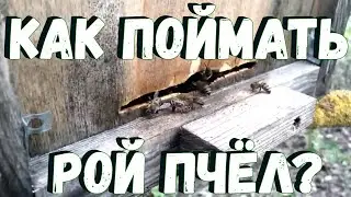 Как поймать рой пчёл?