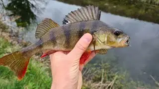 Perch nymphing with spinning rod | fishing no making | Rika nymph