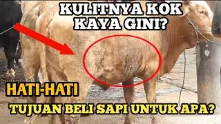 KULIT SAPI CACAT, PEMBELI HARUS SELEKTIF
