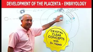 Development Of the Placenta | Embryology🩺