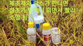 제초제 업그레이드#제초제와거시기만나면/ 잡초가 탈색이 되면서#빨리소멸됨/ 제초제는  적게 사용하면서 큰 효과/ 흙이 죽는 것을 방지