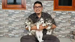 husky puppies crying when I hug them 
