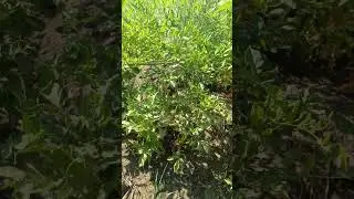 посадка картошки ч.3