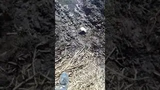 Відвідини бобра