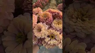 Floret Original: Zinnia ‘Alpenglow’