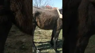 чистка лошади щётка за 20 рублей