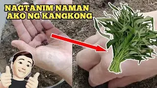 Nagtanim naman ako ng kangkong