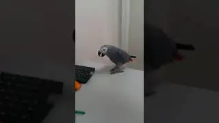 Parrot talking, just laughter