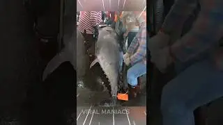 This Fish Costs More Than A Luxury Car! 