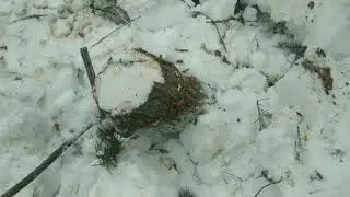 Пни , заколебали ,аш псих берёт.