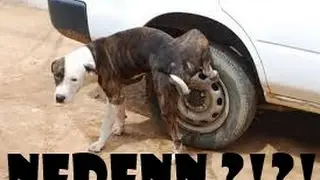 Köpekler neden araçların tekerine  işer !!