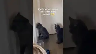 Cane Corso scared of Maine Coon😹