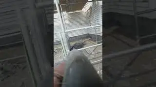Body Reacts to the Shotgun Shot! BODYCAM