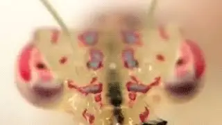 CANCERSLUG - SEX SLAVE