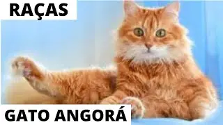 Conheça melhor a raça dos gatos angorá 😽😺😍🤗😹