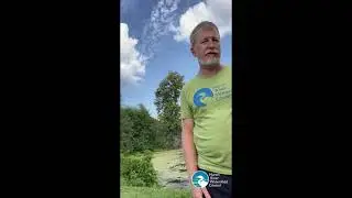 Is this an algal bloom and is it toxic?
