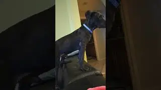 He loves this sound 🥰 my new puppy!