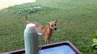 Личный отпугиватель ворон))