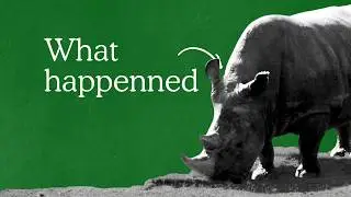 Why the northern white rhino is almost extinct.