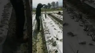 Agriculture Farming  Planting Taro Seedlings On The Farm #satisfying #short