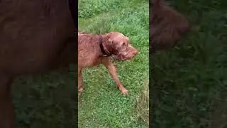 Undaunted retrieving in the autumn rain