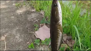 mancing gabus di sungai yang kering