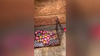 How i keep my dogs warm in -30•C. Watch till end.
