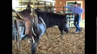Horse Video.wmv