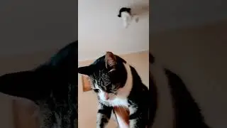 Симба