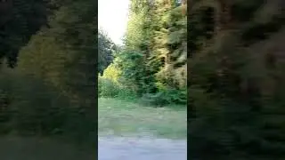 лес природа🌿🍃 воздух ☁✈