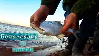 Белоглазка и ершик. 9 мая 2016