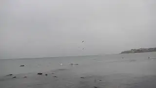 Лебеди, чайки и утки плавают на Каспийском море на уровне 3 мкр