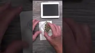 Stamping Tips For Beginners! 