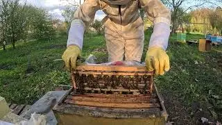 Скоро первые не плодки будут#пчеловодство #пасека #пчелы