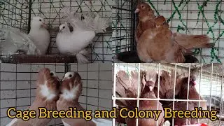 Cage Breeding and Colony Breeding Difference and Benefits||GN pigeon farm🕊#fancy#pigeon#pigeonlover
