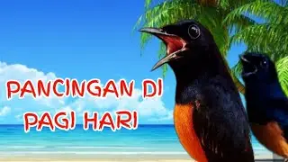pancingan murai batu cocok di pagi, sore, malam hari, efektif gacor poll,