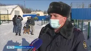 Подарок от соседей  - два щенка приехали на службу в вологодский УФСИН