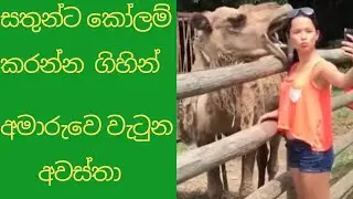 සතුන්ට කෝලම් කරන්න ගිහින් අමරවේ වැටුන අවස්තා.The moments when you go to happiness column