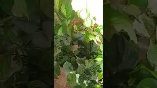 комнатные растения #plants #моирастения #юмор #лианы #зелень