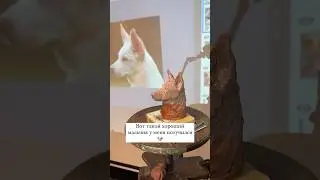 Почему? Да просто нам так по кайфу 😂🐶 