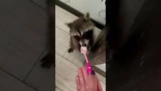 Енот малыш кушает с ложечки)