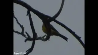 Sony Cyber-shot dsc-W800 lens modification a 30x +5 zoom Photo