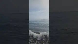 дельфины на море в Сочи возле берега))